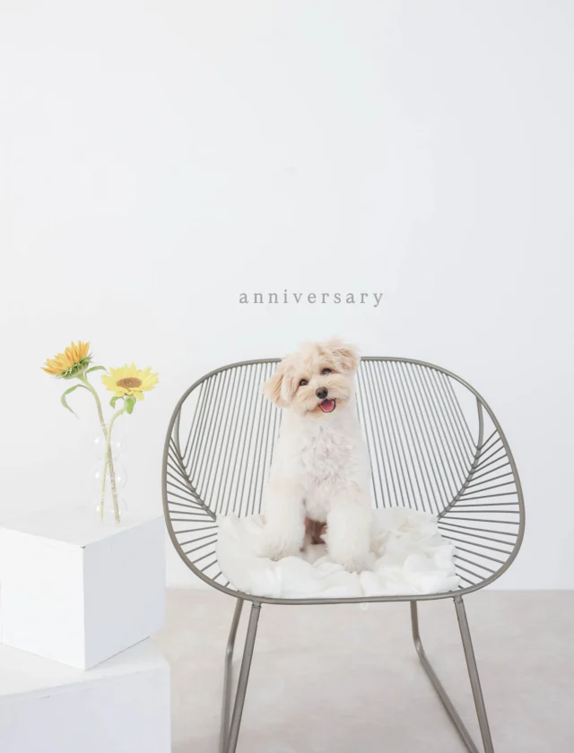 .

📸 photo atelier anone.

　栃木県足利市／ママ2人で運営する
　　　　やさしいフォトスタジオ

⋱ ⋰ ⋱ ⋰ ⋱ ⋱ ⋰ ⋱ ⋰ ⋱ ⋱ ⋰ ⋱ ⋰ ⋱

　　　  栃木県足利市にある
　　  photo atelier anone. は、
　  子育て奮闘中のママ2人が
　　　  心をこめて運営する
　　あたたかい写真スタジオです。

　　　  育児の経験を活かした
　  やさしくて安心できる撮影空間。
　  赤ちゃんのぐずりも、
　  子どもの照れも、
　  全部まるごと受けとめます🌷

⋱ ⋰ ⋱ ⋰ ⋱ ⋱ ⋰ ⋱ ⋰ ⋱ ⋱ ⋰ ⋱ ⋰ ⋱